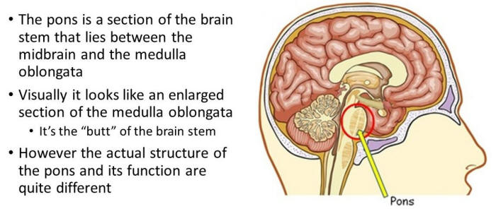 Sleeping Brain